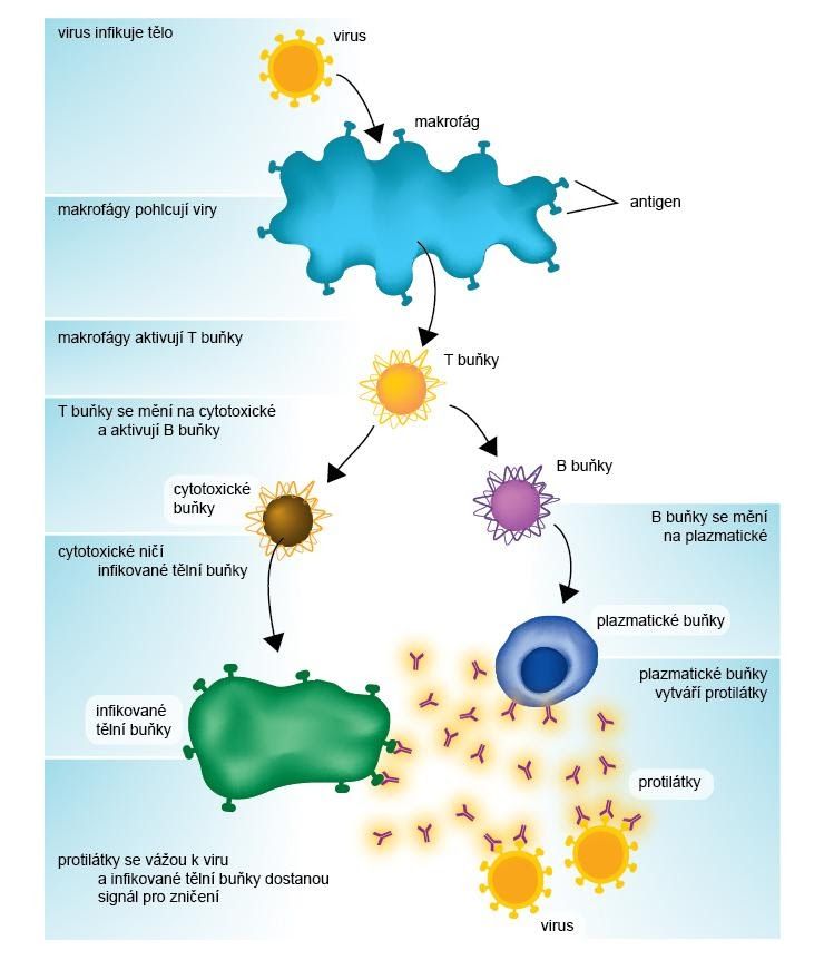 https://publi.cz/books/151/images/pics/Obr81_infekce.jpg