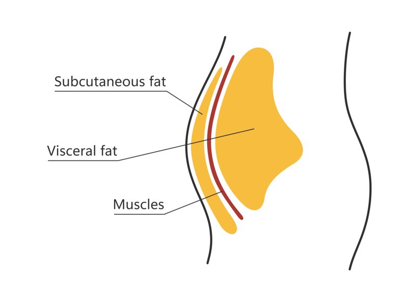 Viscerální tuk: Jak zjistit jeho množství a minimalizovat zdravotní riziko?