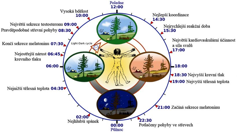 Cirkadiánní rytmus