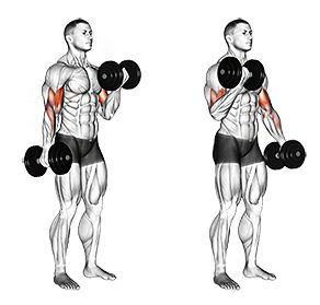 Muž provádějící cvik bicepsový zdvih s jednoručkami