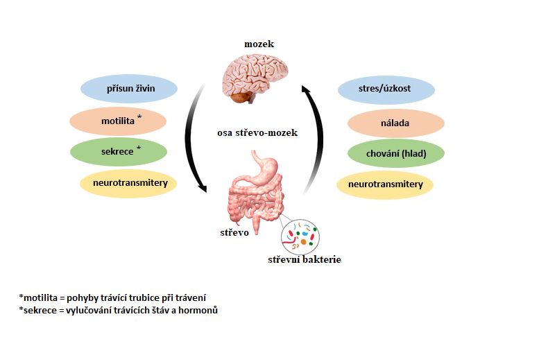 Osa střevo-mozek: když za úzkosti můžou střevní bakterie