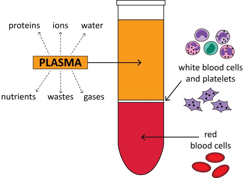 složení krve