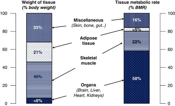 Bazální metabolismus