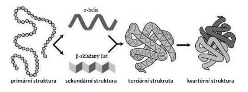 Bílkoviny: základní makroživina potřebná nejen pro růst svalů