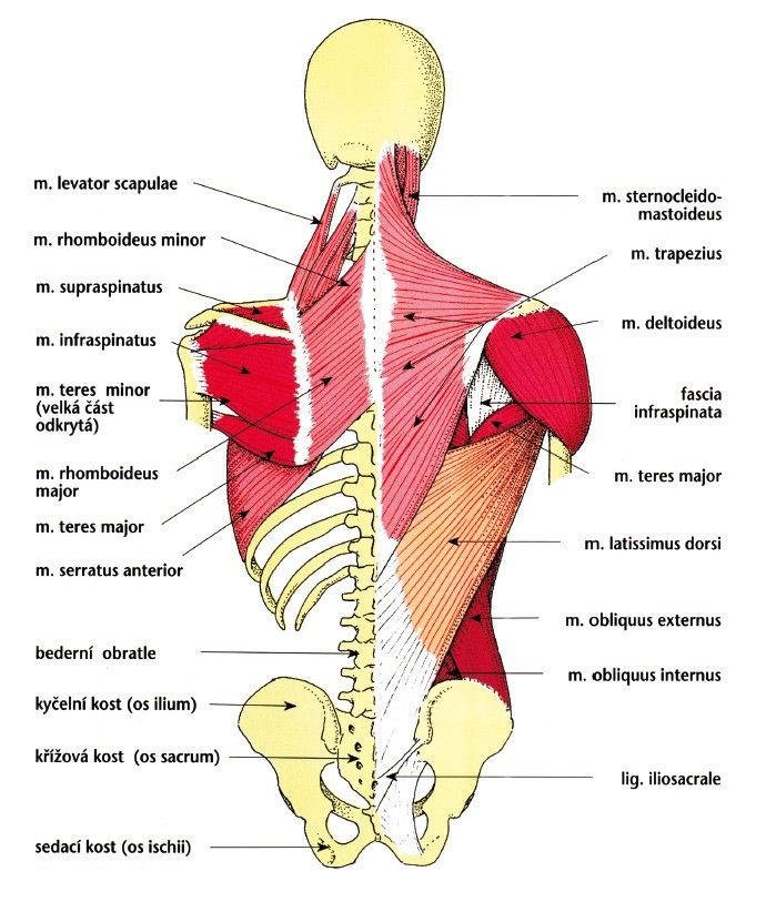 Zaměřeno na hloubku zádových svalů. Jak vybudovat hmotu zad?