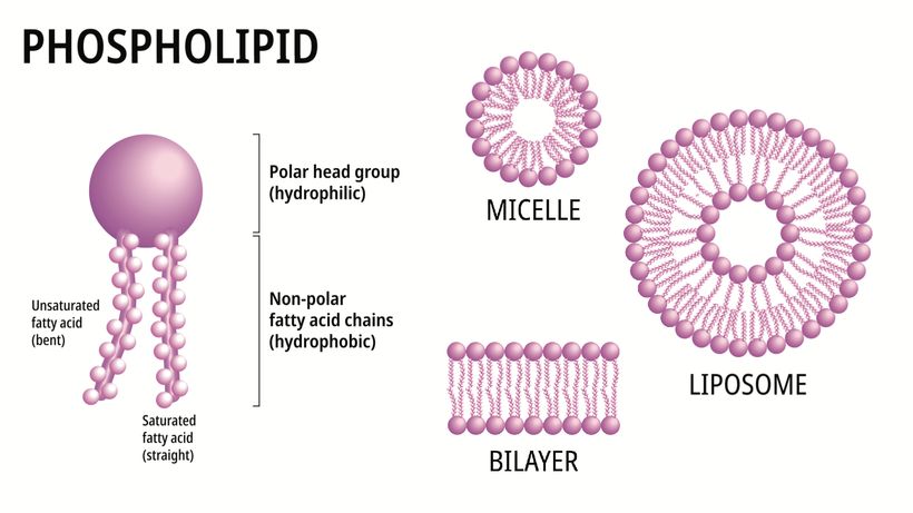 Lipozomální vitamíny: co jsou zač a stojí opravdu za to?