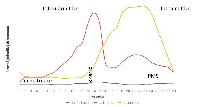 Menštruačný cyklus: ovplyvňuje chute, silu aj zadržiavanie vody