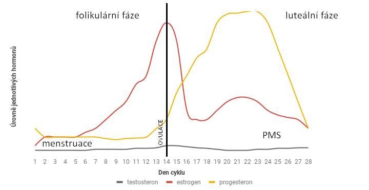 Menštruačný cyklus: ovplyvňuje chute, silu aj zadržiavanie vody