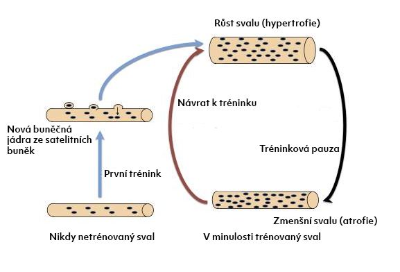 Jak funguje svalová paměť?
