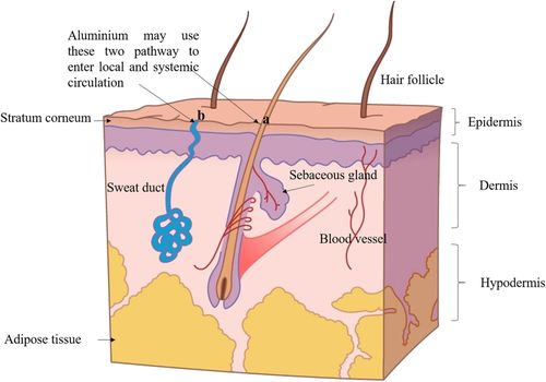 Majú antiperspiranty s hliníkom negatívny vplyv na ľudské zdravie?