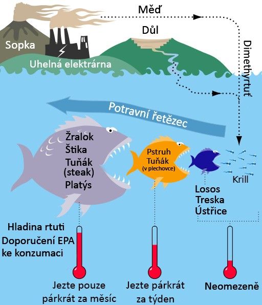 Je losos z farmy nebo tuňák z konzervy pro naše tělo toxickou hrozbou?