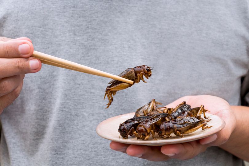 Jedlý hmyz jako zdroj proteinu