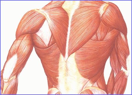 Kosterní svaly - anatomie