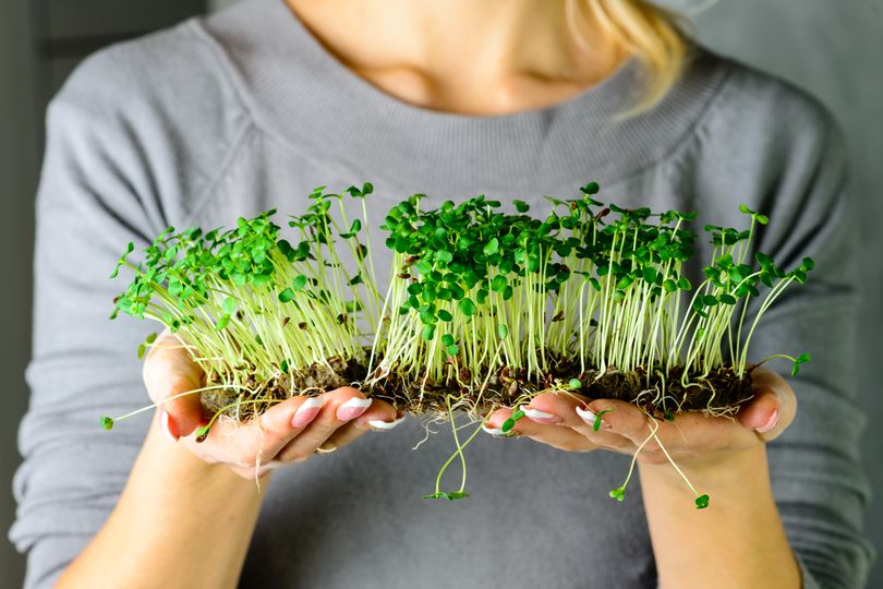 Microgreens: svěží a antioxidanty nabité výhonky