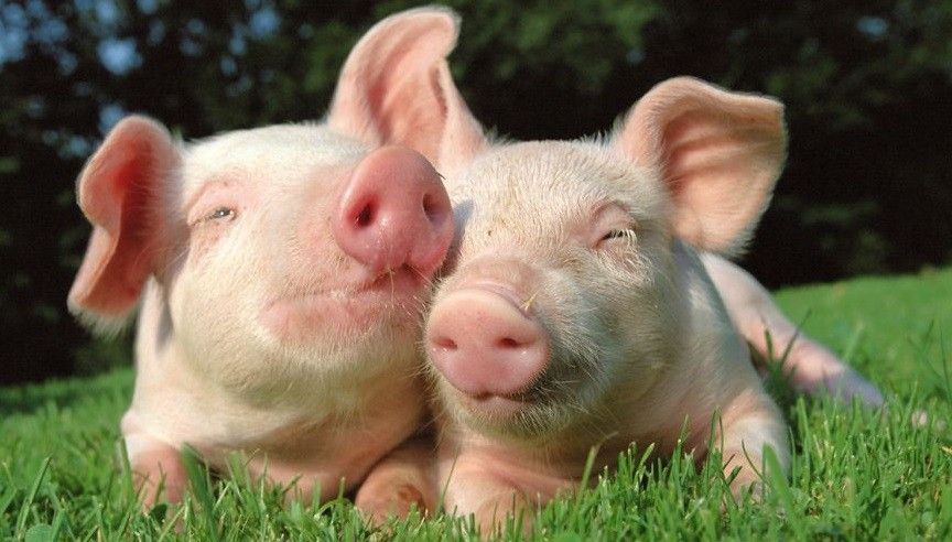 Proč se bojíme vepřového masa