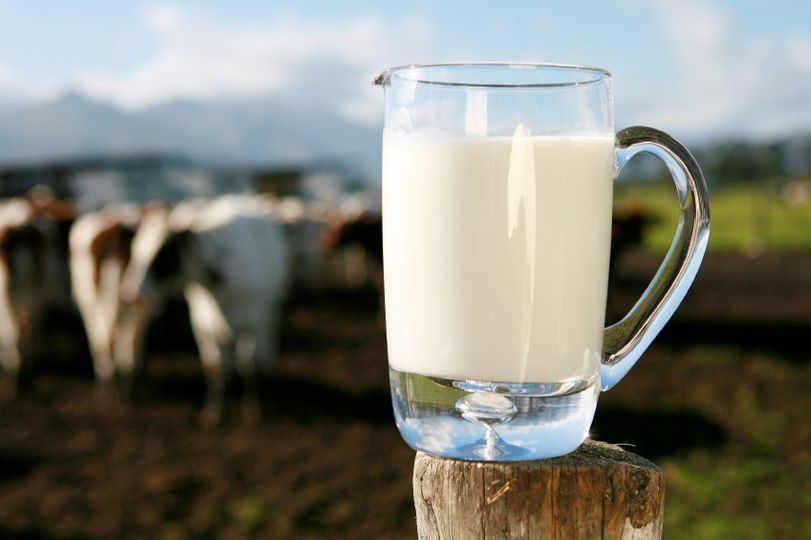Stravitelnost mléka?
