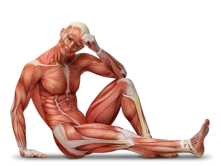 Typy svalů - rychlá a pomalá svalová vlákna