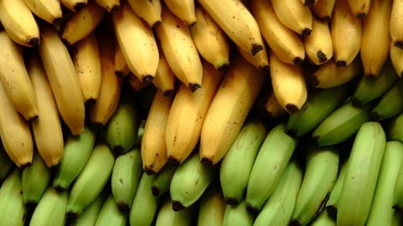 Banány ve fitness výživě