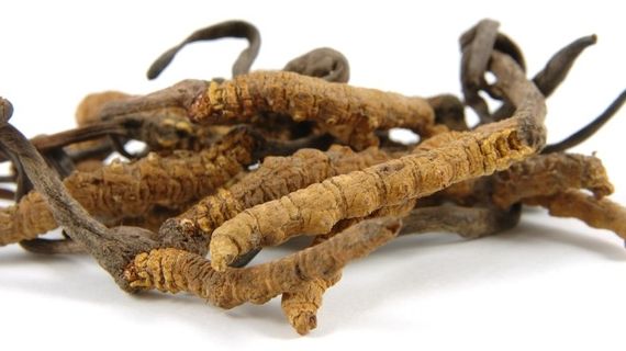 Cordyceps - magická houba