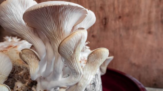 Hlíva ústřičná: má její konzumace účinky na naše zdraví?