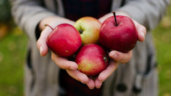 Jablká a zdravie: podporia chudnutie aj mozgovú funkciu