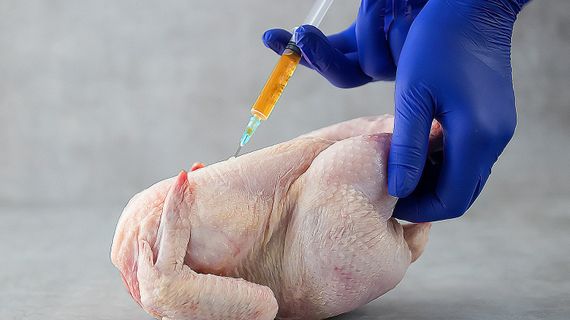Kuřecí maso plné hormonů a antibiotik: Fáma, nebo reálné nebezpečí?