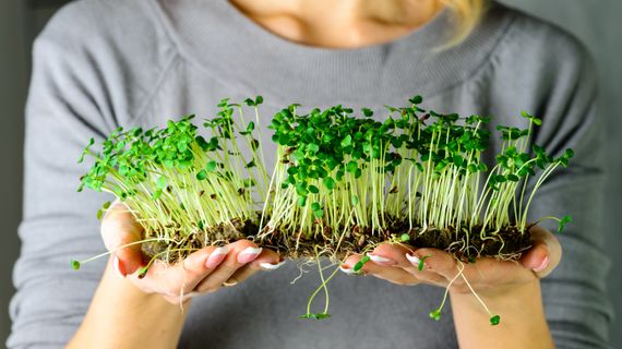 Microgreens: svěží a antioxidanty nabité výhonky