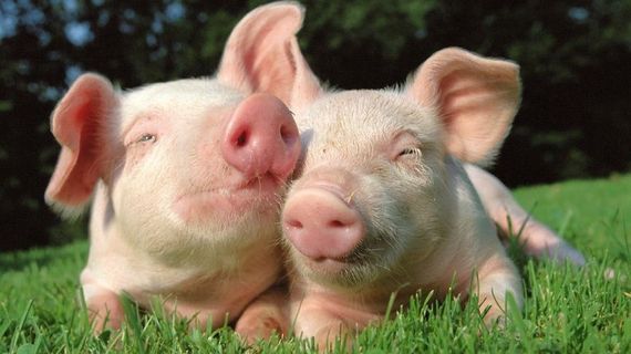 Proč se bojíme vepřového masa