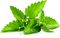 menta