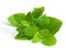 Lemon balm