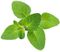 oregano