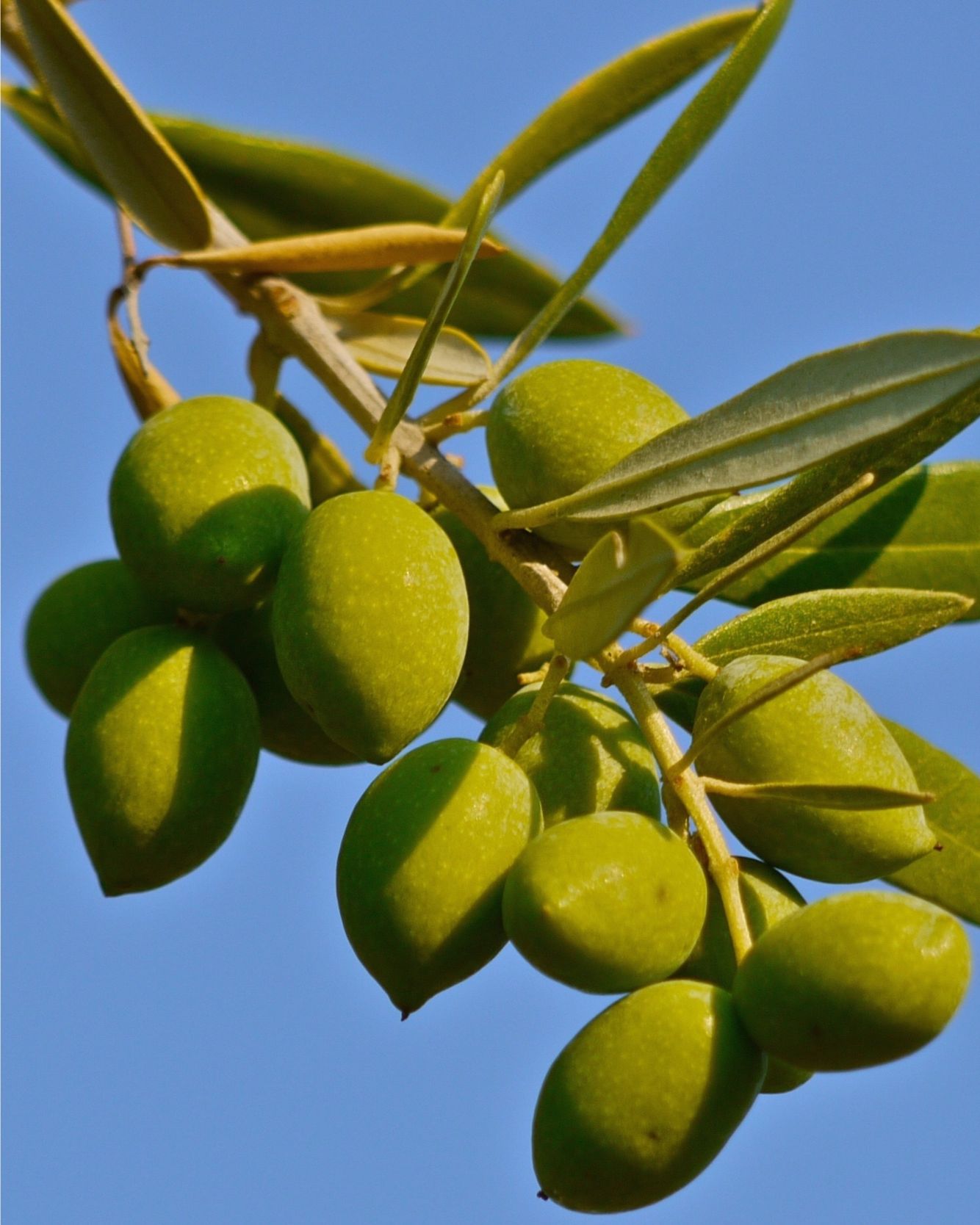 Vilgain Organic Extra Virgin Olive Oil